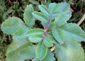 bryophyllum