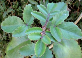 bryophyllum