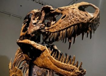 Gorgosaurus: নিলামত ৬ মিলিয়ন ডলাৰত বিক্ৰী হ’ল প্ৰাচীন ডাইনোচৰৰ কংকাল