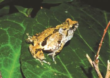 Bush frogs শ্বিলঙত উদ্ধাৰ দেহত ছয়টা ৰং থকা বিশেষ প্ৰজাতিৰ ভেকুলী