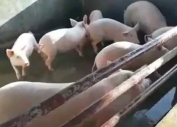 African Swine Fever: আফ্ৰিকান ছোৱাইন ফিভাৰত ৰাজ্যত চলিত বছৰত এতিয়ালৈকে ৪০০ টা গাহৰিৰ মৃত্যু