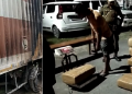 শ্ৰীৰামপুৰত বৃহৎ পৰিমানৰ গাঞ্জা ভৰ্তি ট্ৰাক জব্দ; ট্ৰাকৰ চালক-খালাচীক আটক