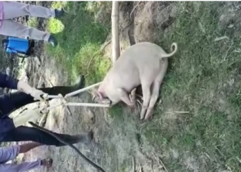 African swine flu