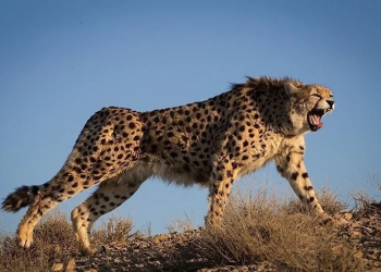 Cheetah in India