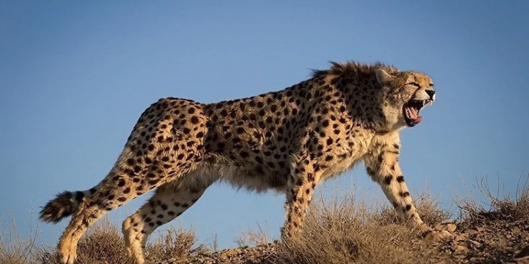 Cheetah in India