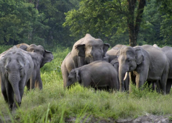 Assam elephant
