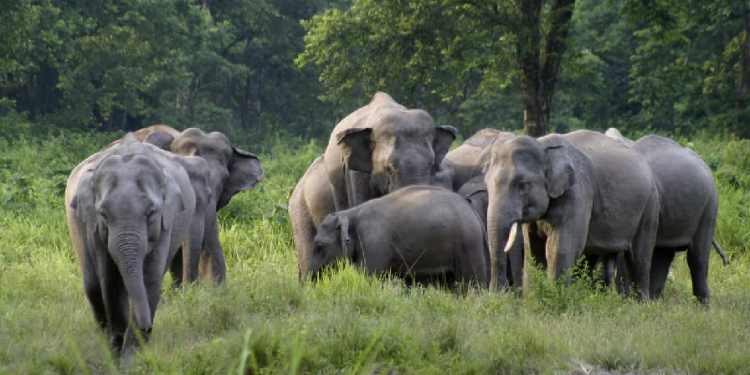 Assam elephant