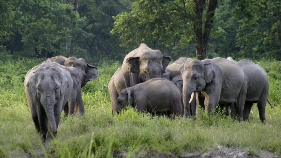 Assam elephant
