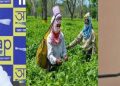 অসম চাহ নিগমৰ ১২ খনকৈ চাহ বাগিচা লীজত দিব বিচৰা কাৰ্যৰ বিৰোধিতা ‘আপ’ৰ