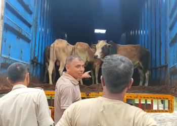 Cattle smuggling: ৪০ টা চোৰাং গৰু সহ এখন কন্টেইনাৰ ট্ৰাক জব্দ কলিয়াবৰ আৰক্ষীৰ