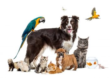 Pets Care
