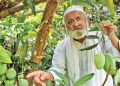 Mango Man