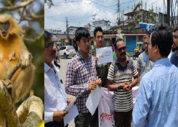 Golden Langur বঙাইগাঁৱত সেউজ মাণিকপুৰৰ উদ্যোগত ‘সোণালী বান্দৰ ৰক্ষা কৰক, ভৈৰৱচূড়া বচাওক ‘শীৰ্ষক কাৰ্যসূচী ৰূপায়ণ