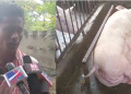 African Swine Fever