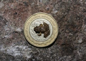 New species of miniature frog discovered মেক্সিকোত ৫০ পইচাৰ মুদ্ৰাতকৈয়ো সৰু বিশ্বৰ আটাইতকৈ ক্ষুদ্ৰাকৃতিৰ ভেকুলী আৱিষ্কাৰ