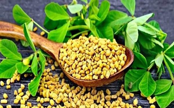 benefits of fenugreek