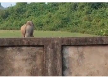 দুধনৈত পুৱাই জনবসতিপূৰ্ণ স্থানলৈ ওলাই আহিল গজৰাজ,বহু ঘৰ তচনচ