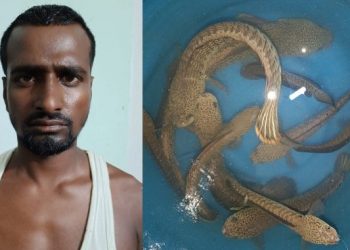 বোকাখাতৰ পৰা সংগোপনে নিয়া অতি বিৰল প্ৰজাতিৰ চানা বাৰ্কা মাছ সহ এজন লোকক জখলাবন্ধাত কৰায়ত্ত