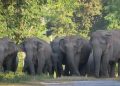 Man-Elephant Conflict: অসম-মেঘালয় সীমান্তৰ গোৱালপাৰাত বন্যহস্তীৰ আক্ৰমণত ৩ জন নিহত