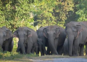 Man-Elephant Conflict: অসম-মেঘালয় সীমান্তৰ গোৱালপাৰাত বন্যহস্তীৰ আক্ৰমণত ৩ জন নিহত