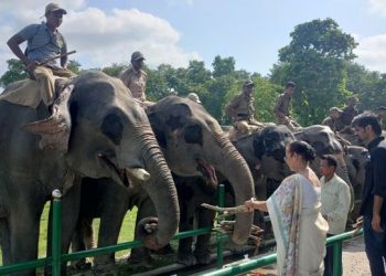কাজিৰঙা ৰাষ্ট্ৰীয় উদ্যানত বিশ্ব হস্তী দিৱস উদযাপন; অৱসৰ প্ৰাপ্ত আৰু কৰ্মৰত হাতী মাউট আৰু ঘাঁচিক সম্বৰ্ধনা