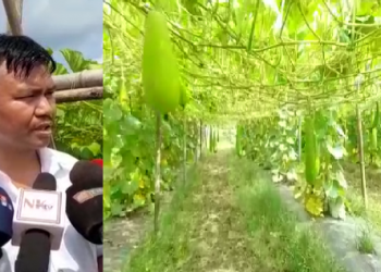 উদ্যোমী যুৱক ৰিলেন্দ্ৰ বসুমতাৰীৰ সেউজ বিপ্লৱ; পাচলি খেতিৰে প্ৰতি মাহত উপাৰ্জন ৬ লাখ টকা