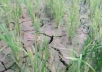 টীয়কৰ পথাৰত চিৰাল ফাট ,ভূতৰ ওপৰত দানহ পৰাদি মজাখোৱা পোকৰ উপদ্ৰব