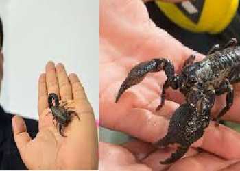Scorpio Venom: বিষৰ মূল্য কোটি কোটি টকা; ২০ হাজাৰ বৃশ্চিকৰ খেতি কৰি ধনী হ’ল কৃষক