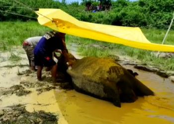 Wild Elephant