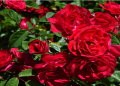 Benefits of Roses