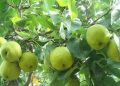 Benefits of Pear: নাচপতিত লুকাই আছে আচৰিত ধৰণৰ গুণাগুণ: আপোনালোকে জানেনে?