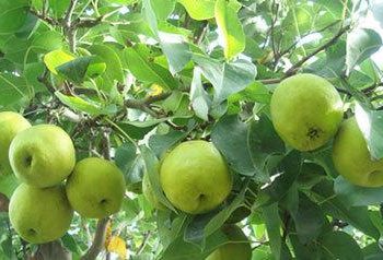 Benefits of Pear: নাচপতিত লুকাই আছে আচৰিত ধৰণৰ গুণাগুণ: আপোনালোকে জানেনে?