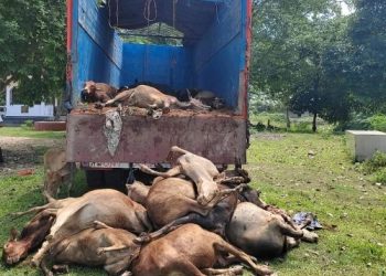 বোকাখাতত গৰু ভৰ্তি ট্ৰাক জব্দ; ট্ৰাকৰ ভিতৰত ৪০ টা মৃত গৰু উদ্ধাৰ, চালকক আটক
