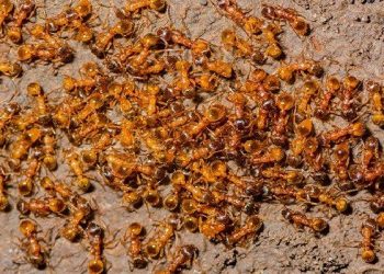 fire ants invade Odisha village