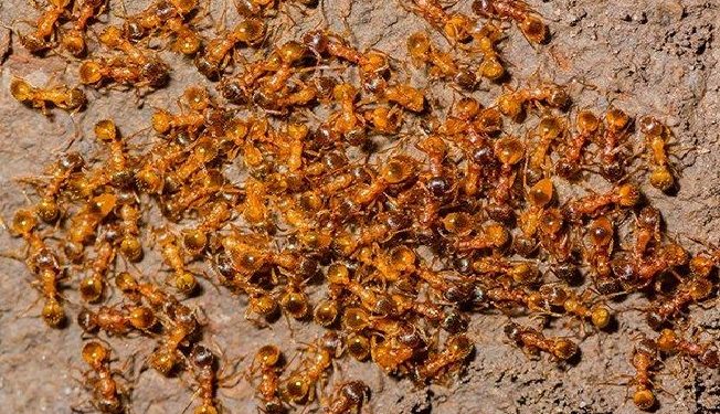 fire ants invade Odisha village