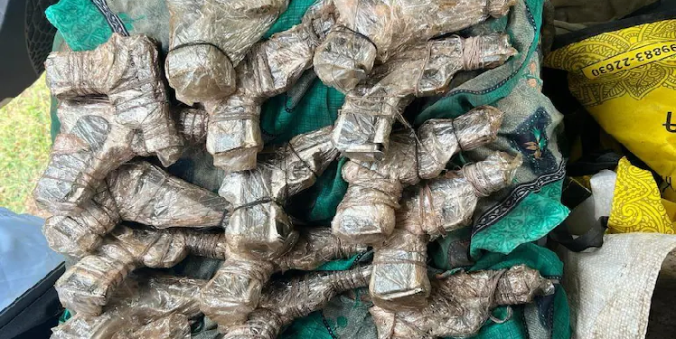 weapon smuggling module bust