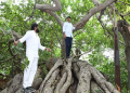 banyan tree in Telangana