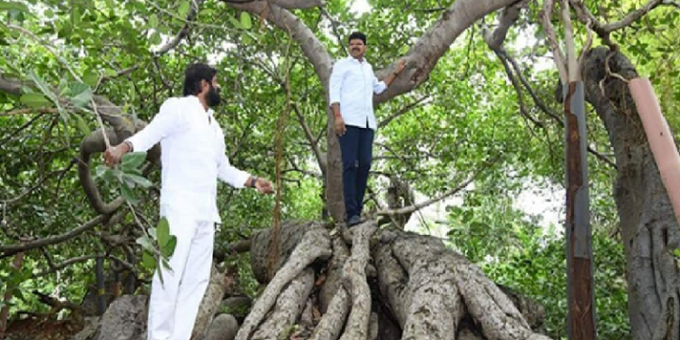 banyan tree in Telangana