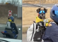 Dog in Bike ride