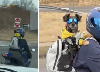 Dog in Bike ride