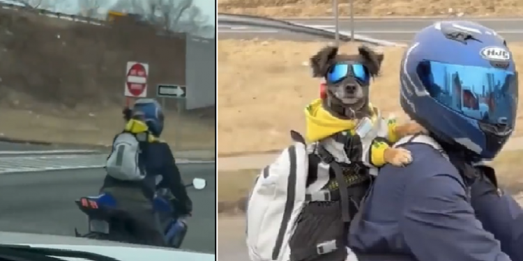 Dog in Bike ride