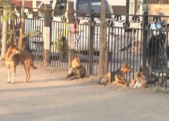 Open Fire At Street Dogs