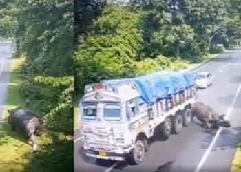 কাজিৰঙা ৰাষ্ট্ৰীয় উদ্যানত তীব্ৰ বেগী ট্ৰাকৰ খুন্দাত গড়ঁ আহত, বাগৰিত আটক ট্ৰাক