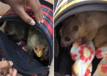 exotic animals smuggle