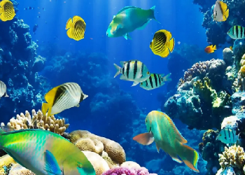 Fish Museum in Arunachal