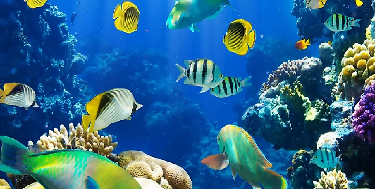 Fish Museum in Arunachal
