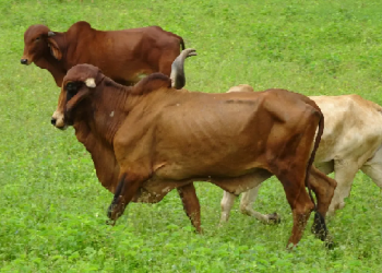 Cachar