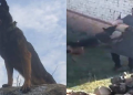 Army Dog Zoom