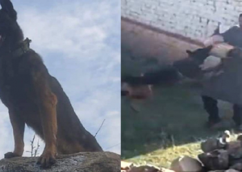 Army Dog Zoom