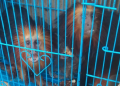 140 Exotic Animals Seized In Manipur